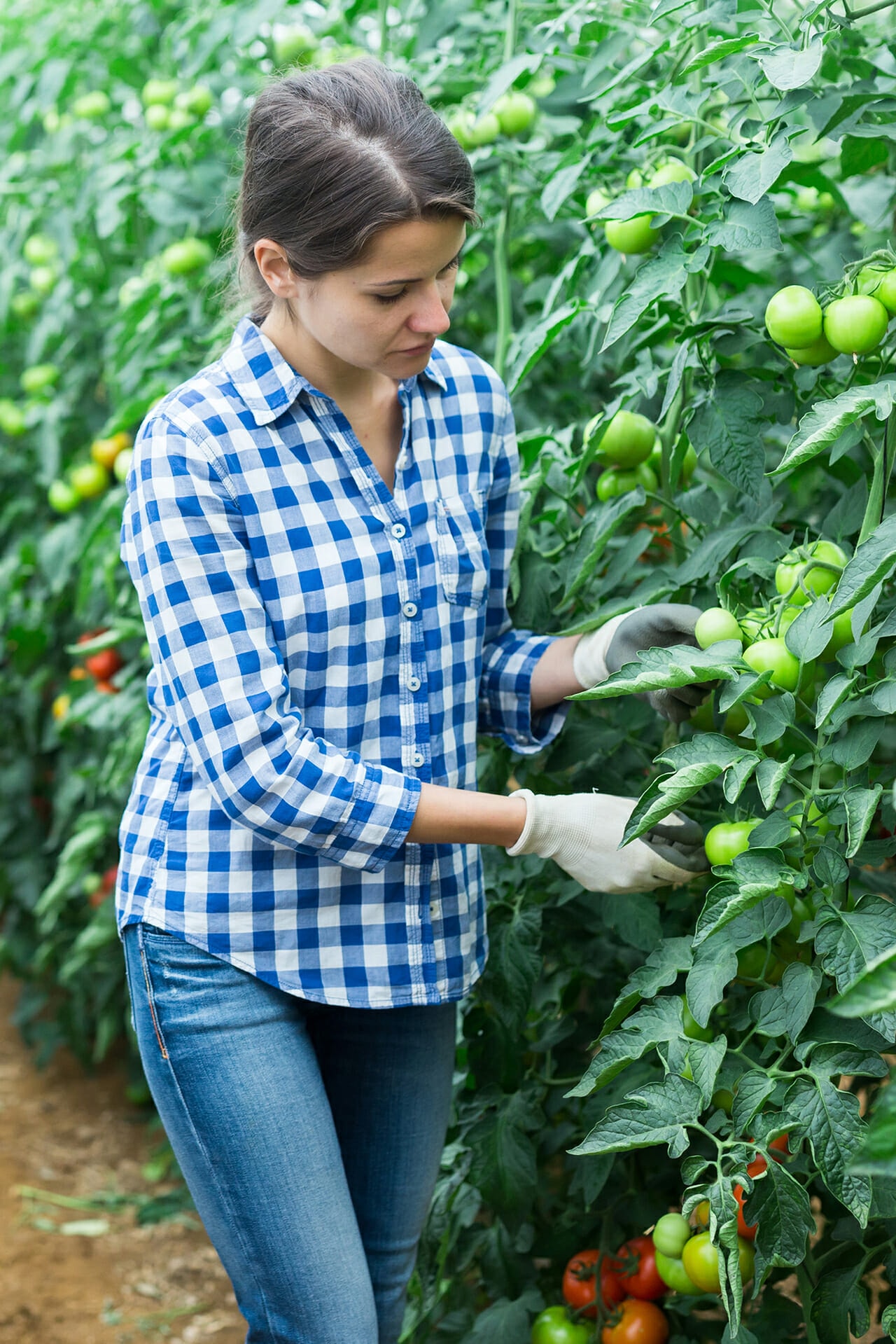 Eine Frau kontrolliert Tomatenpflanzen.