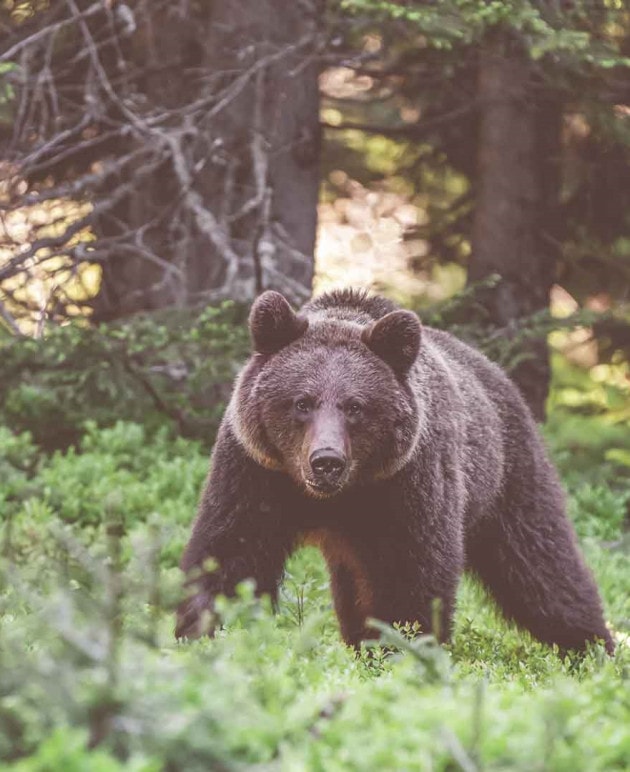 Ein Bär im Bärenwald.