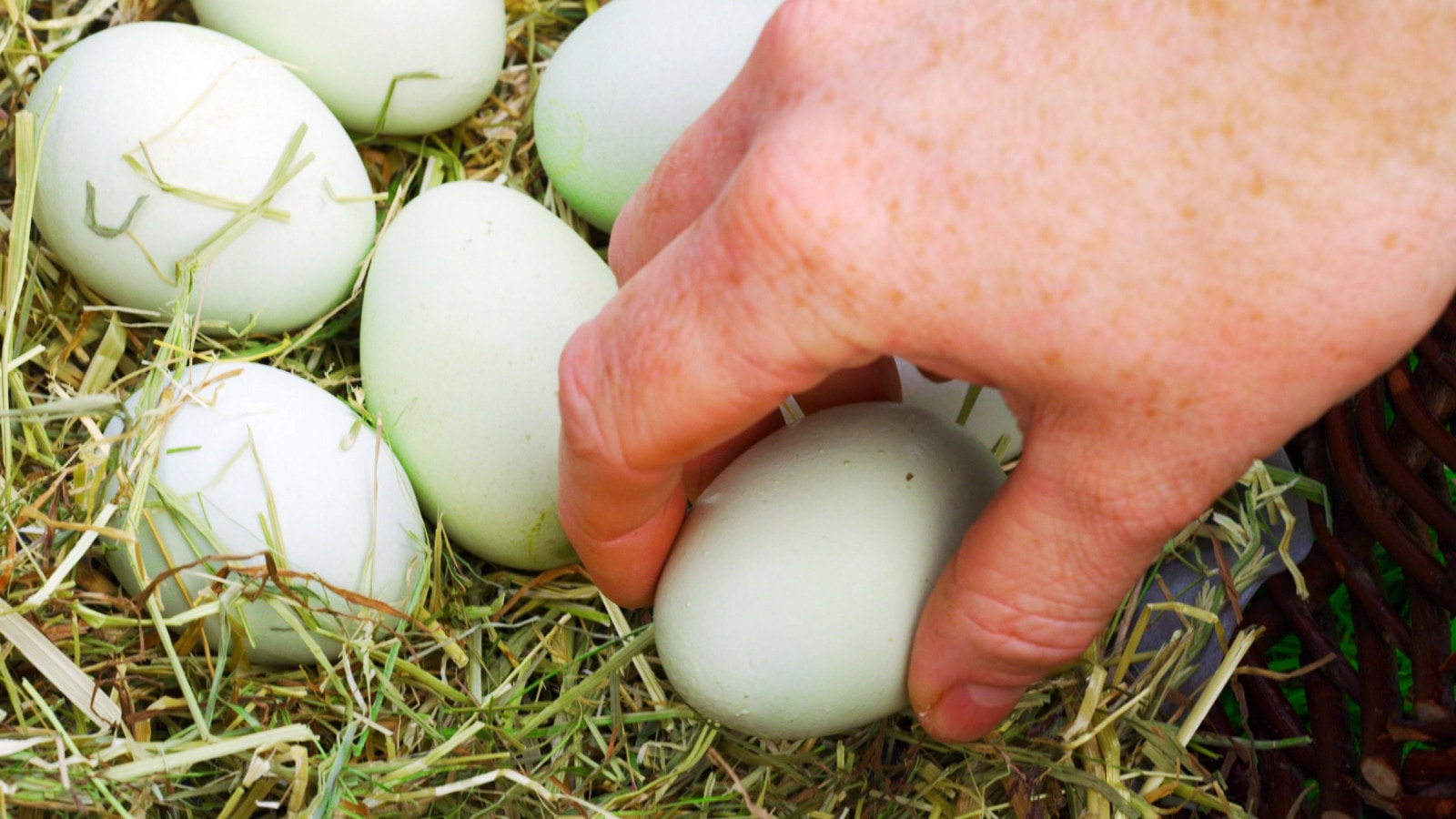 Eier von den hauseigenen Hühnern werden eingesammelt.