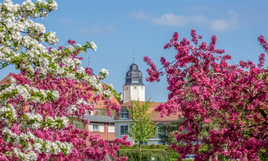 Bäume vor dem Schloss Fleesensee im Frühling.
